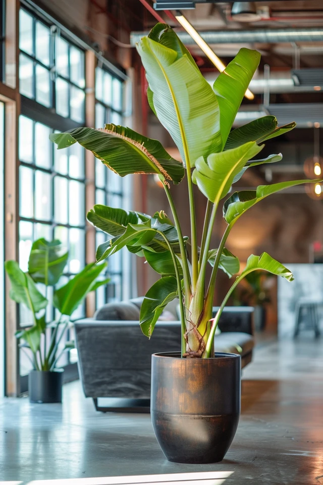 Nutritional Benefits of Different Banana Tree Varieties