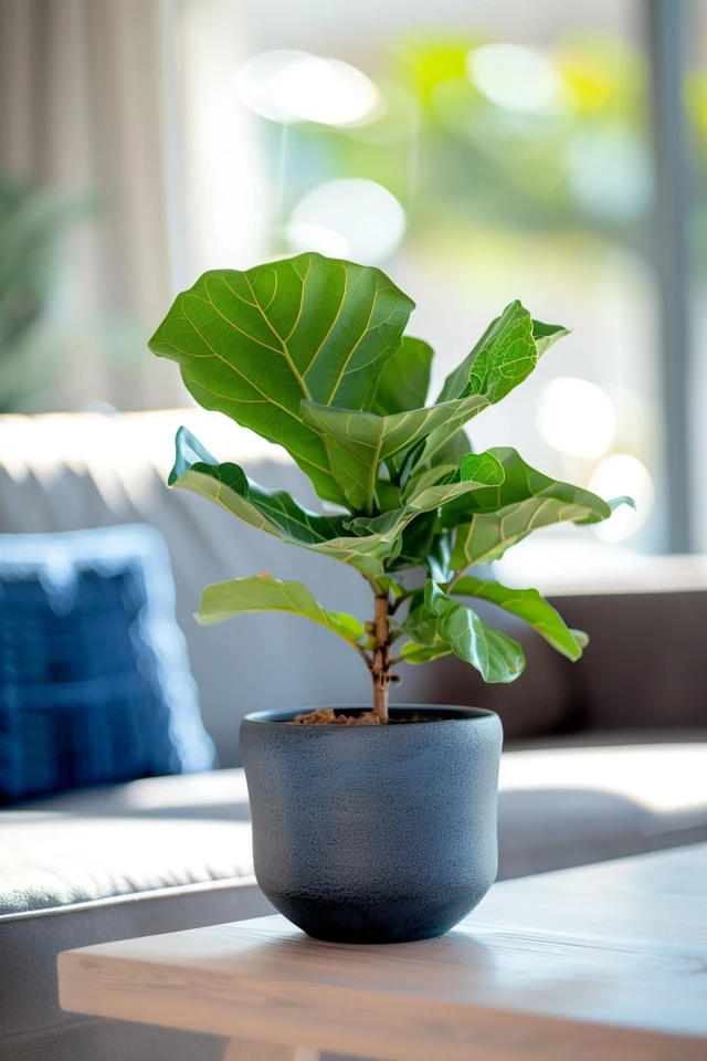 Preventing Root Rot in Fiddle Leaf Fig Plants