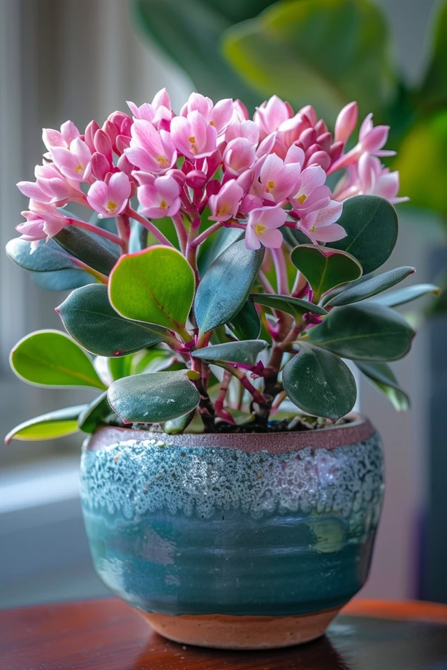 Soil Selection and Preparation for Repotting