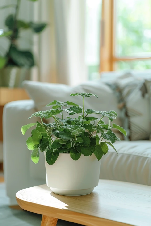 How To Repot Mint: Refreshing Your Herb Garden