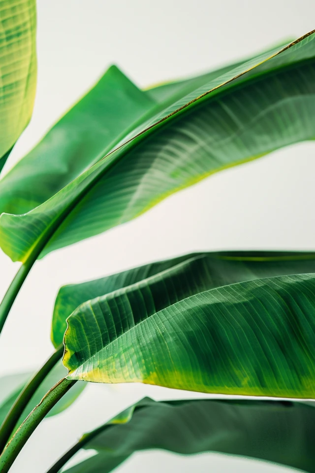 Where To Buy Frozen Banana Leaves for Export