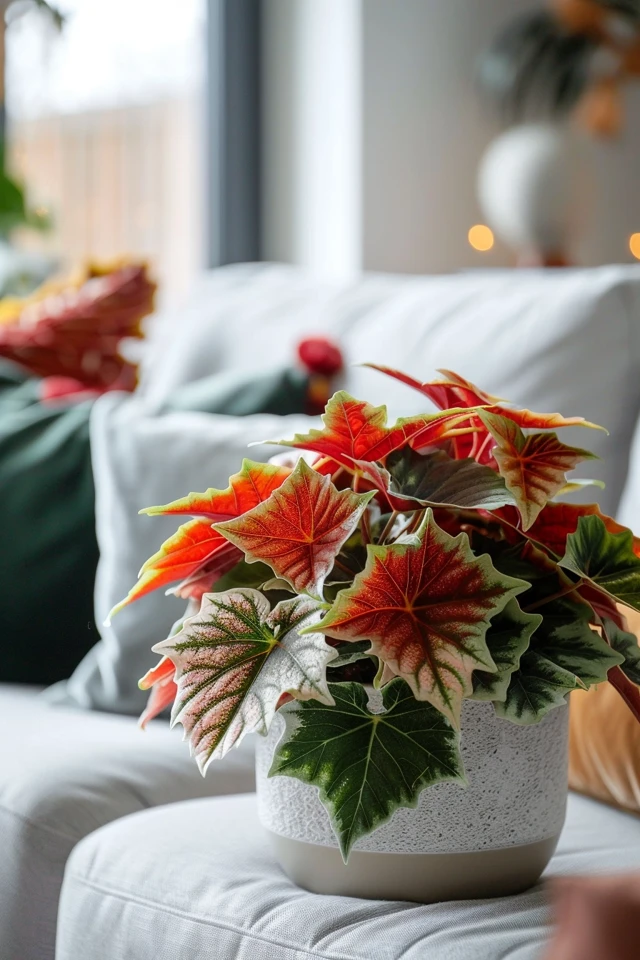 Winterizing Coleus Outdoors