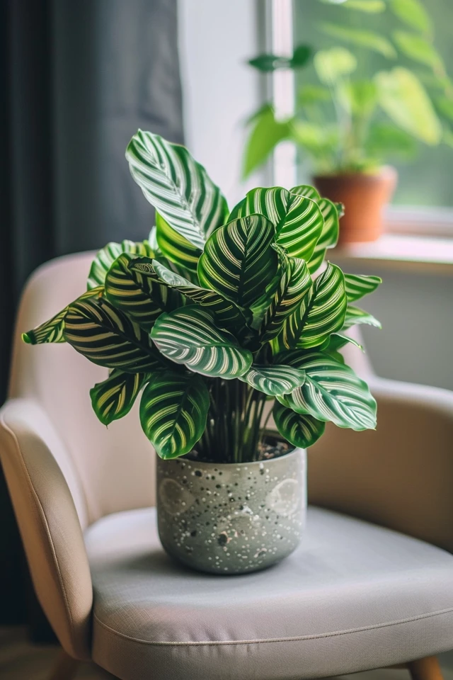 Other Plants That Can Be Propagated Through Division