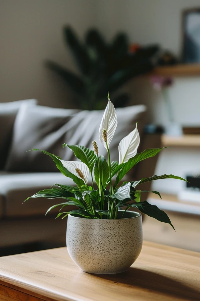 How To Trim A Peace Lily: Plant Grooming
