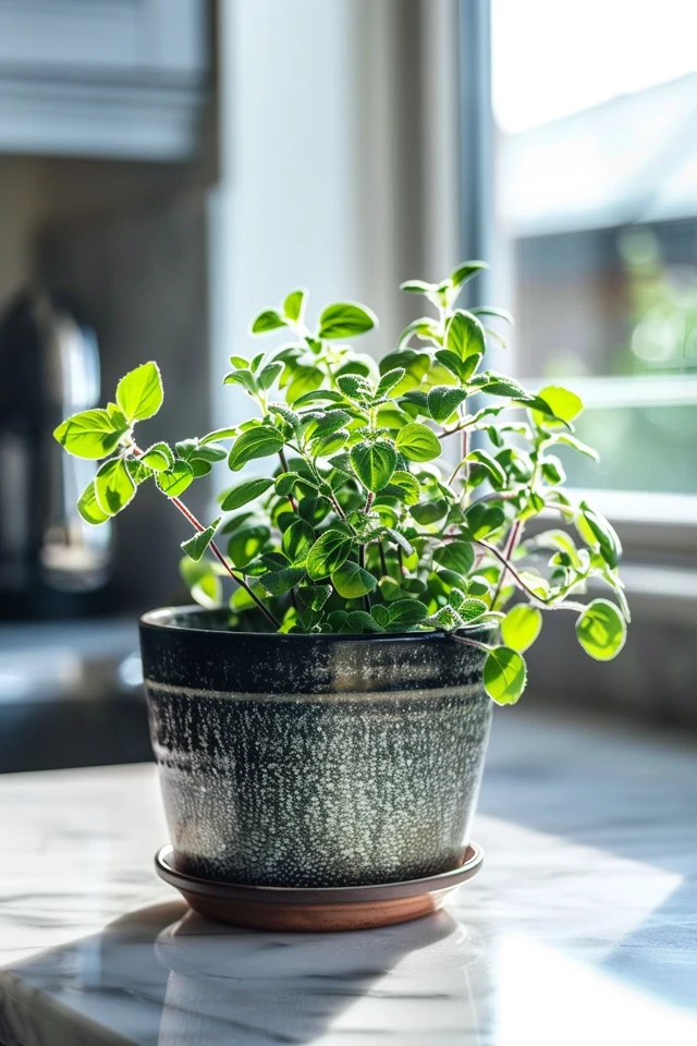 How To Grow Oregano Indoors: Flavorful Herbs At Home - photo 2