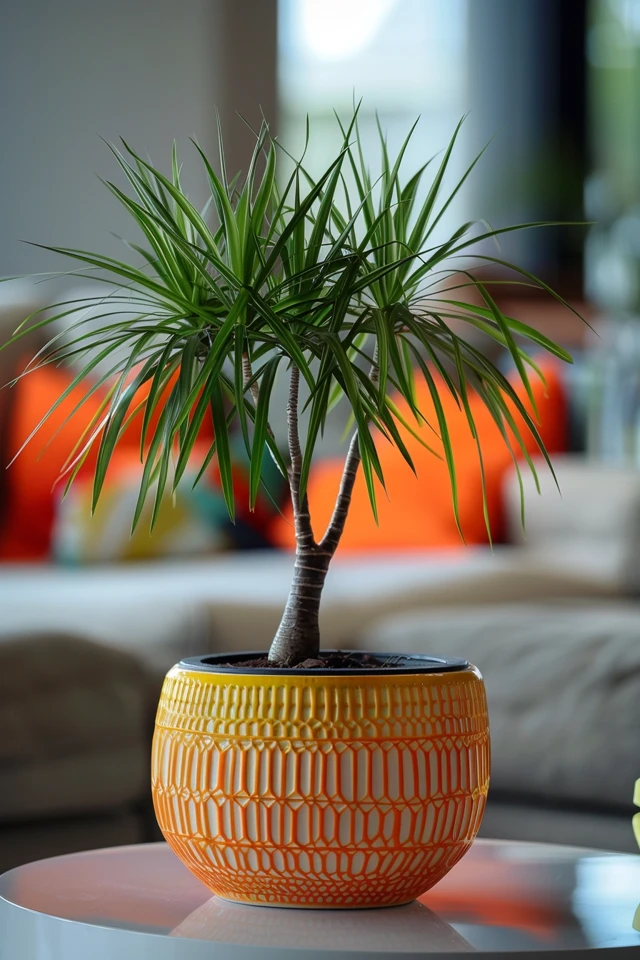 Care and Maintenance of Ponytail Palms