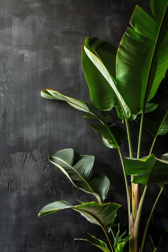 How to Identify Different Varieties of Banana Trees