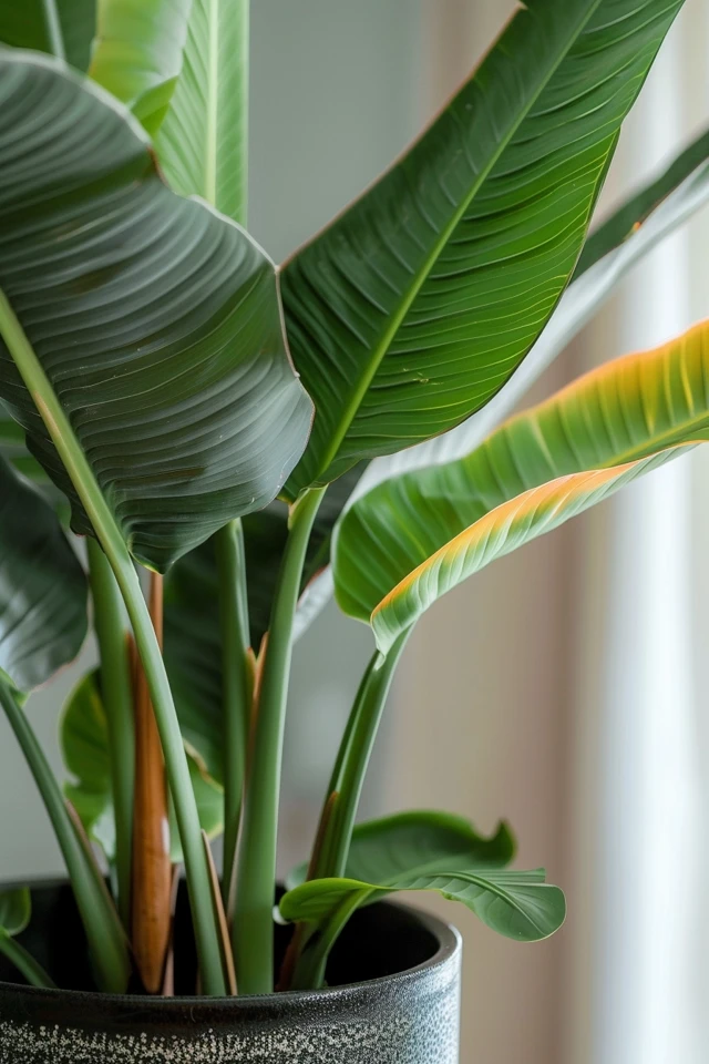 Where to Buy Frozen Banana Leaves