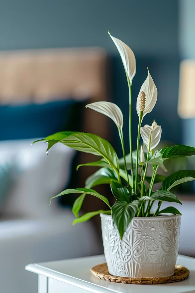 How to Propagate Peace Lily Plants: Step-By-Step Guide