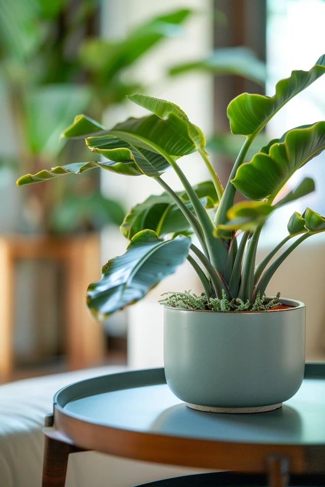 Temperature, Fertilizing, and Propagation Tips for String Of Bananas