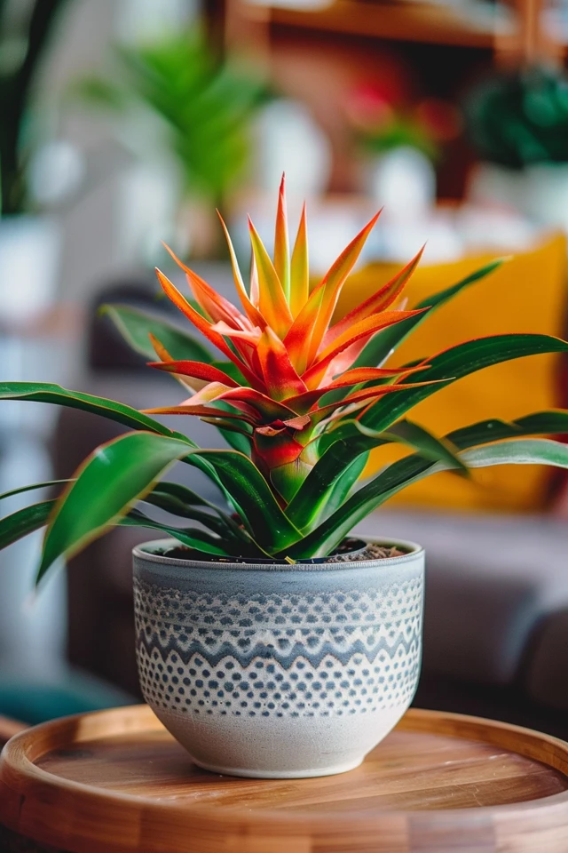 How To Repot A Bromeliad: Fresh Growth Tips