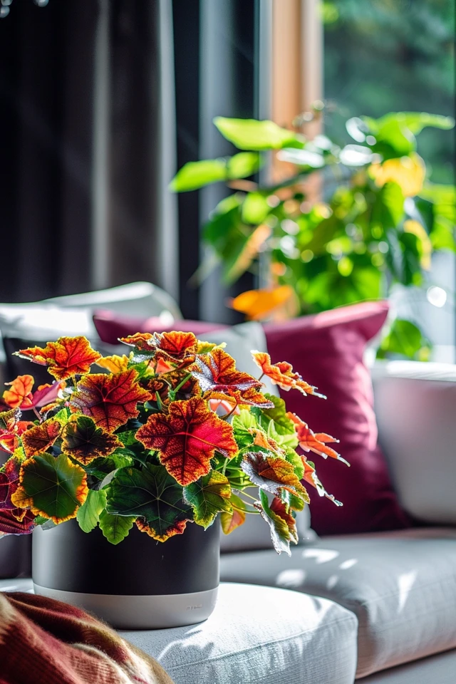 Winterizing Coleus Indoors