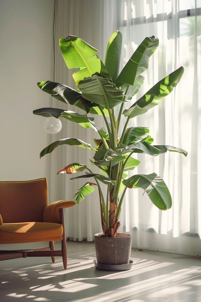 How To Tell What Type Of Banana Tree You Have: Identification Guide