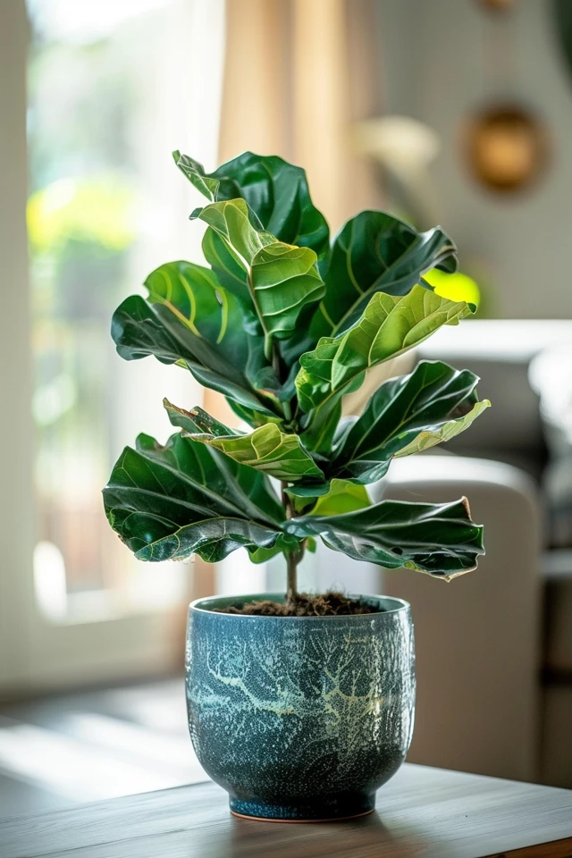 How To Repot A Fiddle Leaf Fig With Root Rot: Plant Health