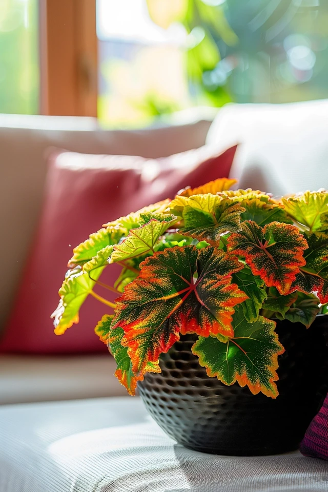 Propagating Coleus Through Cuttings
