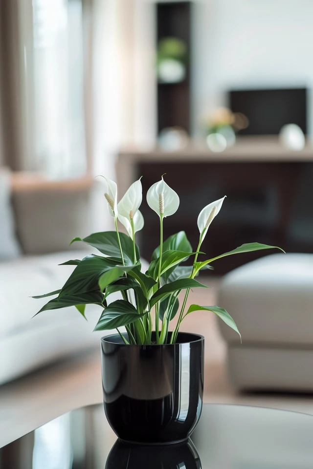 Signs Your Peace Lily Needs Repotting