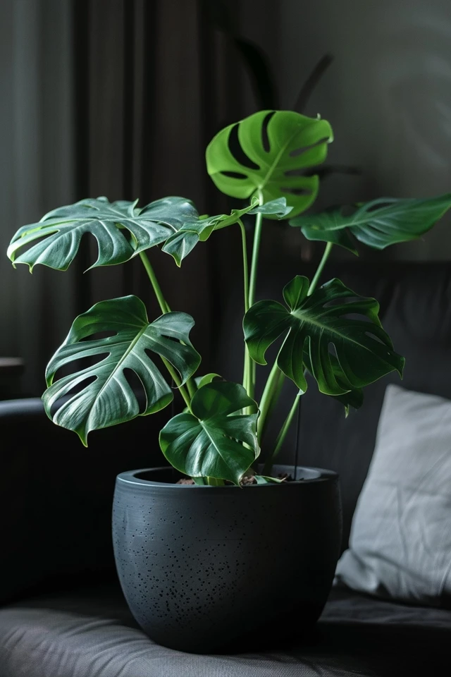 How To Pot A Monstera Cutting: Plant Propagation