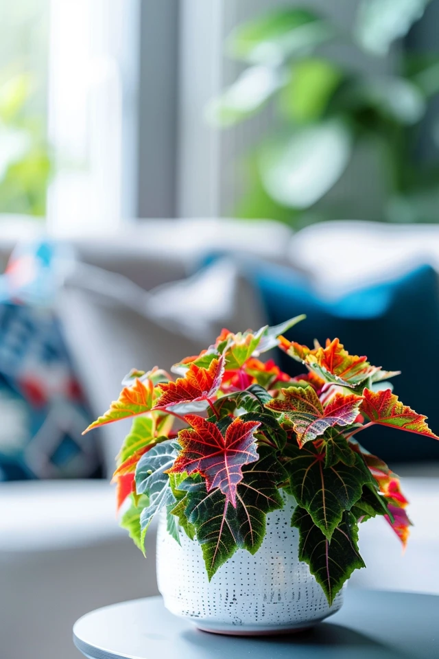 Coleus Plant Care and Growing Tips