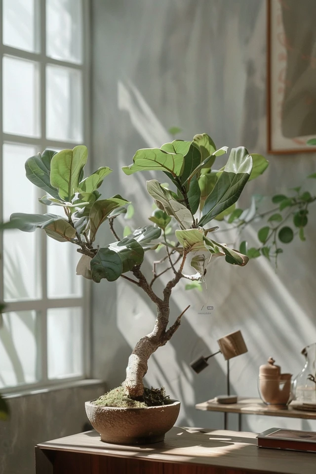 How To Fix Root Rot In Fiddle Leaf Fig: Recovery Steps - photo 2