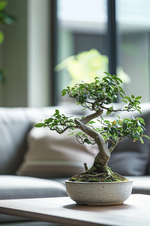 Popular Bonsai Trees and Their Features