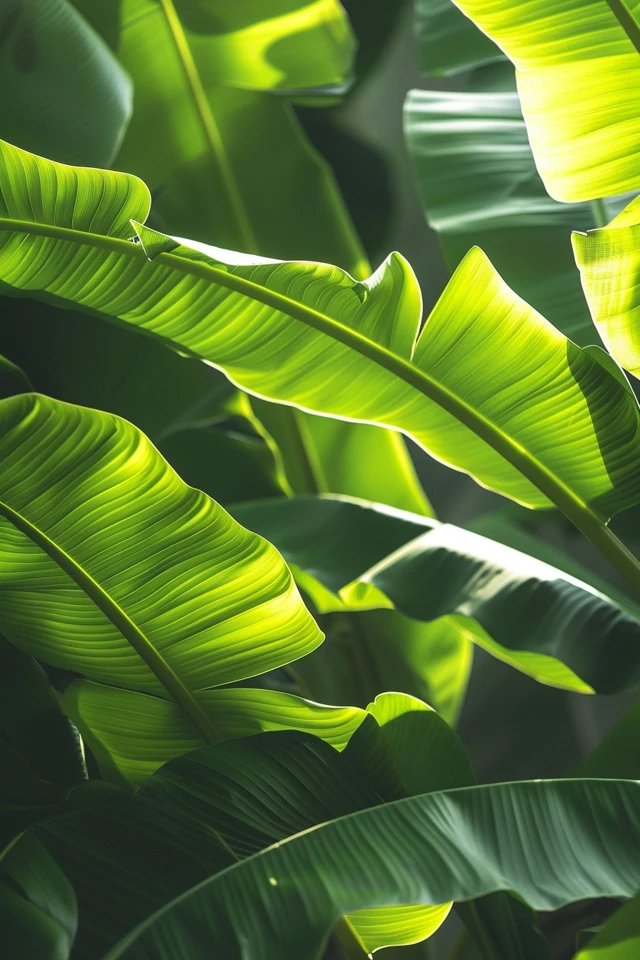 How To Keep Banana Leaf Fresh: Preservation Techniques