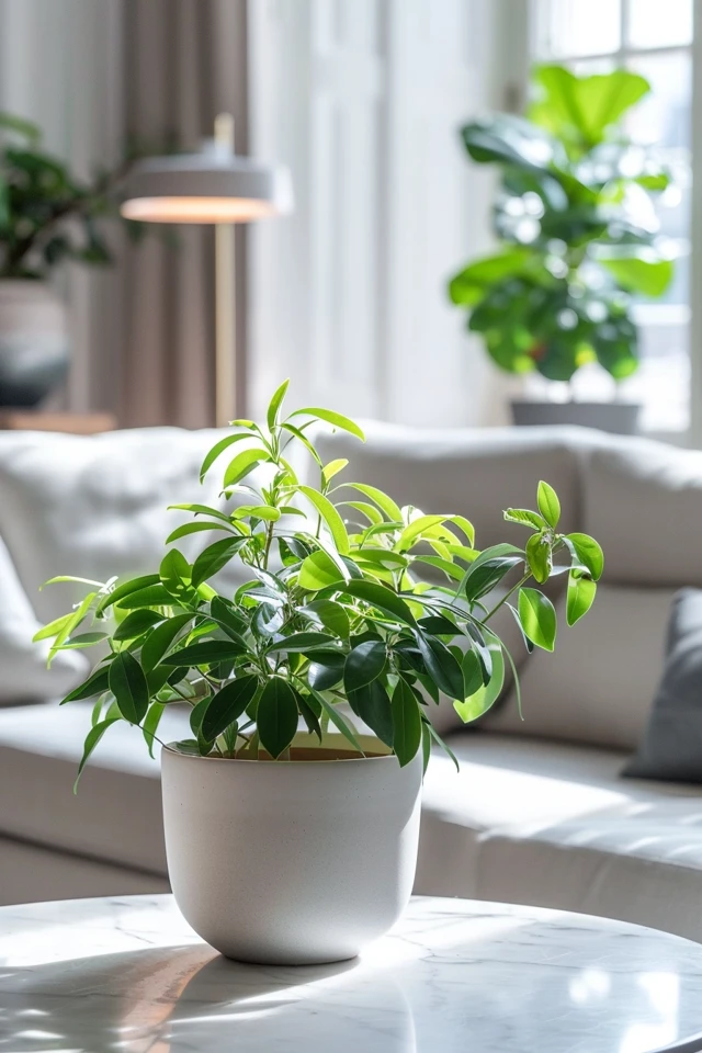 Light and Watering Requirements for Neanthe Bella Palm Care
