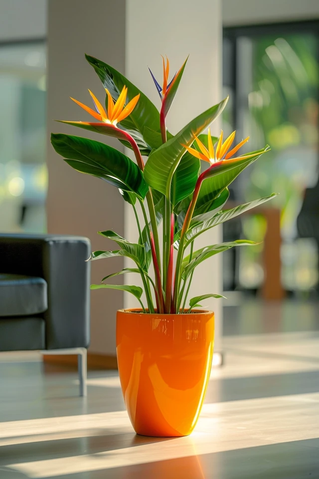 Why You Should Propagate Bird Of Paradise?
