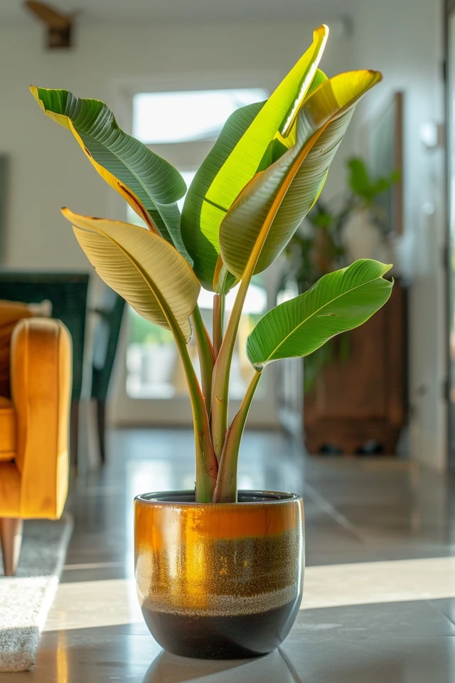 How To Prune Banana Trees For Maximum Yield