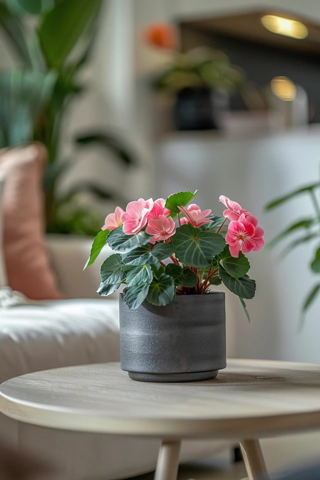 African Violet Pots: How To Use For Optimal Plant Health