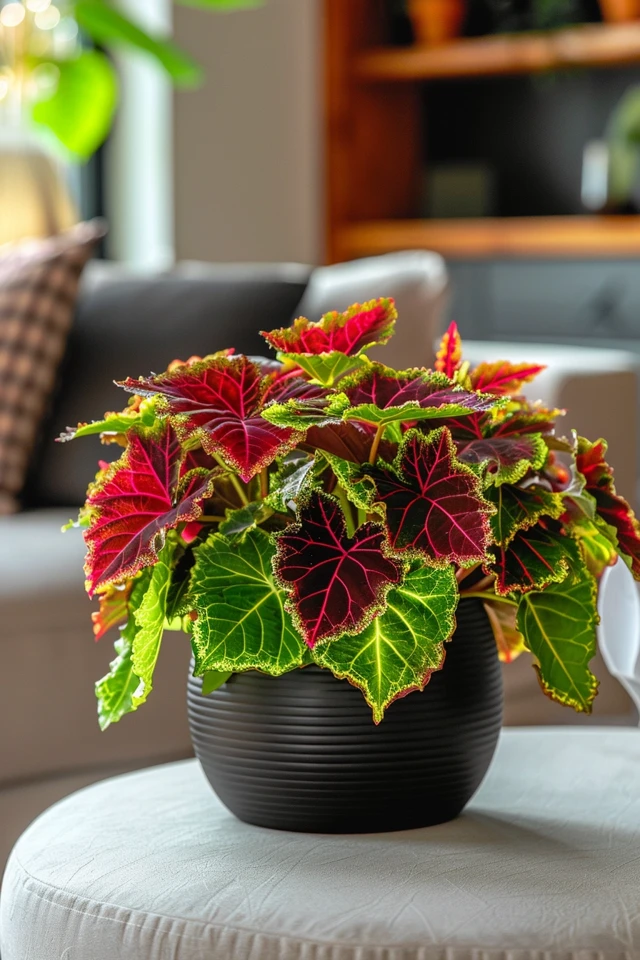 Overwintering Coleus Plants Indoors