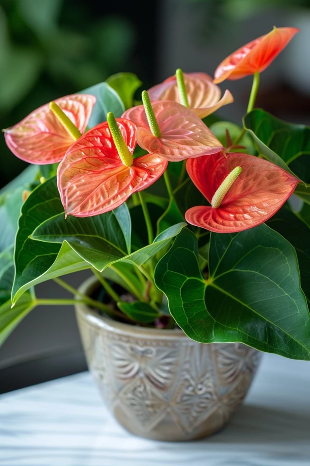 How To Encourage Anthurium To Bloom: Expert Advice
