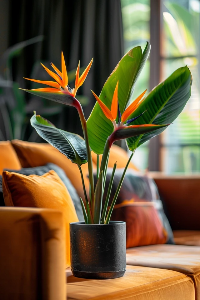 How To Grow Bird Of Paradise From Cuttings: Propagation Guide