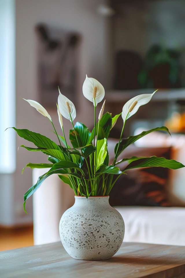 How To Care For A Dying Peace Lily: Revival Techniques