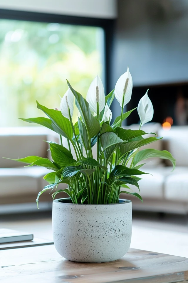 How To Take Peace Lily Cuttings: Propagation Steps