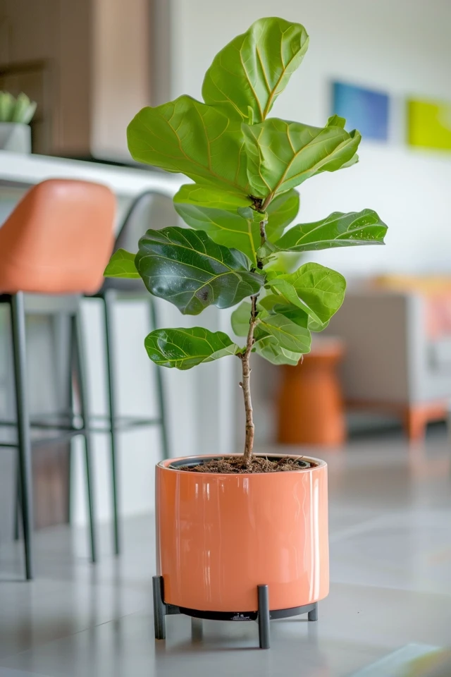 Exploring Notching as an Alternative Method for Branching Fiddle Leaf Figs