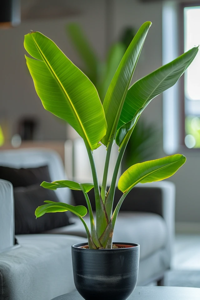 Tips for Repotting and Propagating Banana Trees