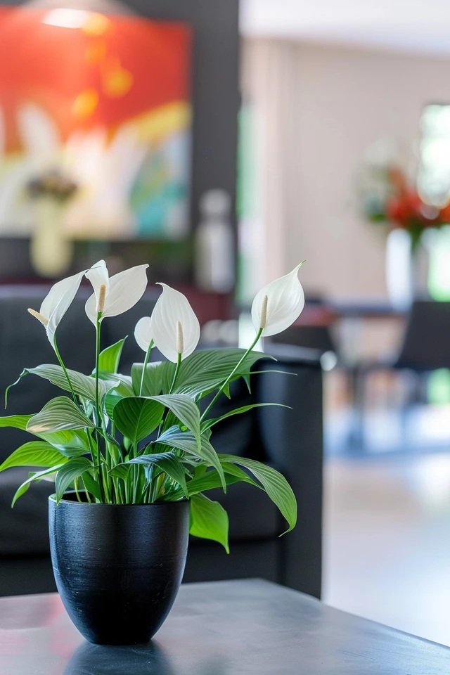 How To Repot My Peace Lily: Encouraging Healthy Growth