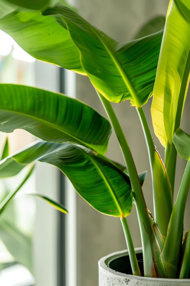 How To Store Banana Leaves: Preservation Techniques