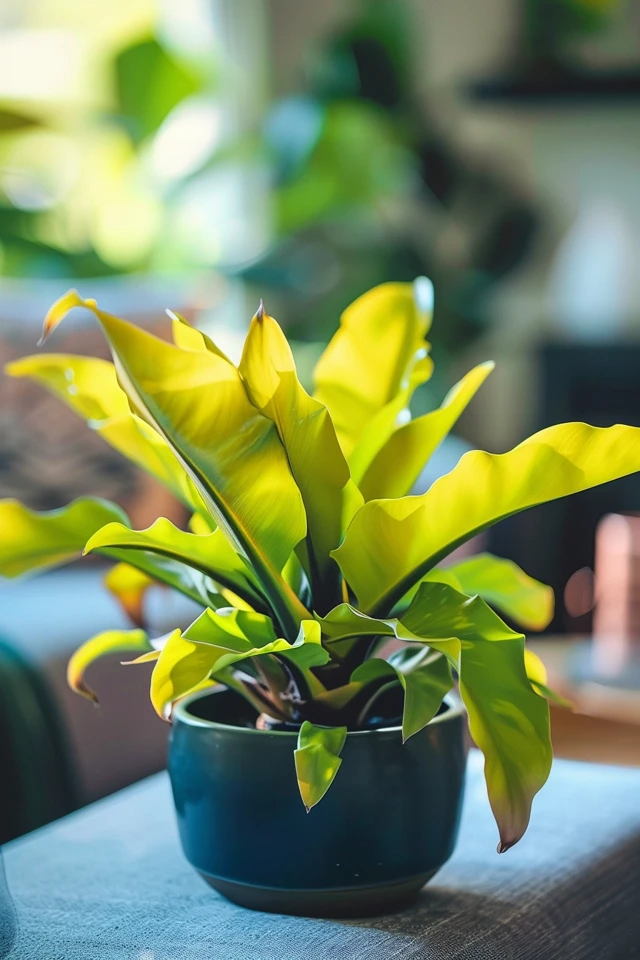 Care Tips and Aftercare for Repotted Staghorn Ferns