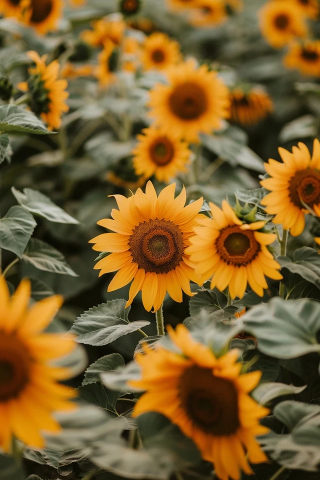 Bright Sunflower Garden Ideas Design Tips & Inspiration
