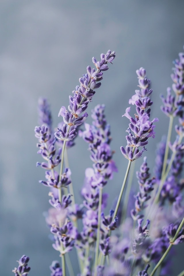 Lavender Bedroom and Bathroom Ideas