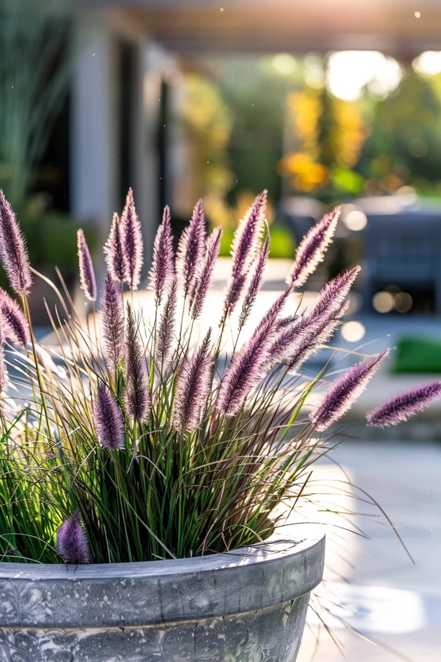 Purple Fountain Grass Container Ideas for Stylish Gardens - photo 2