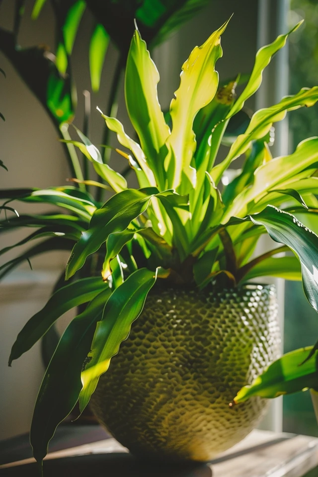 How to Prepare and Care for Staghorn Fern Mounts